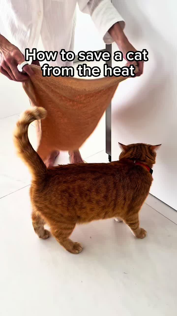 @Mitay_cat
