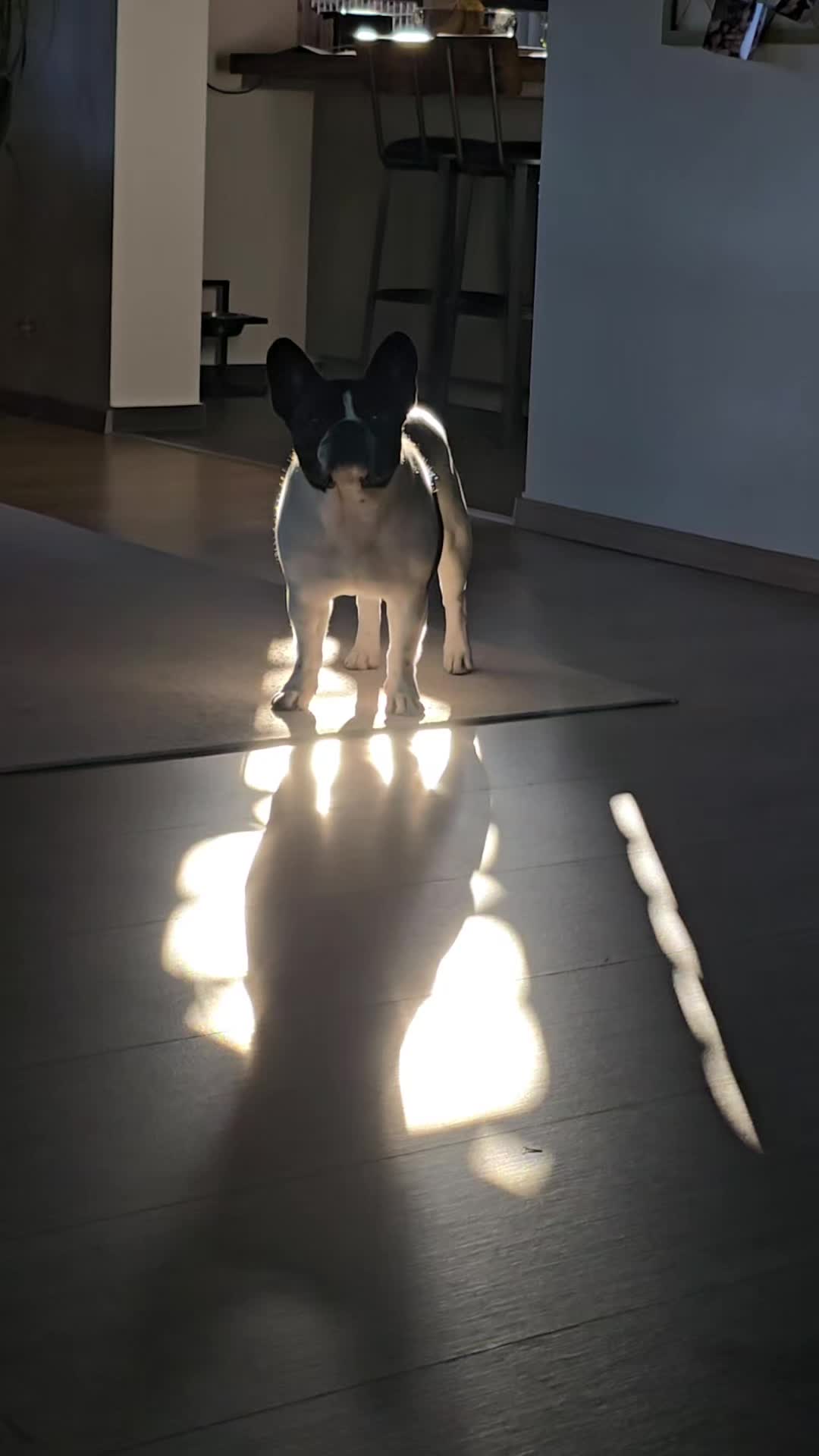 @Kylo und Samy 💙💙🐶🐕🍀🍀