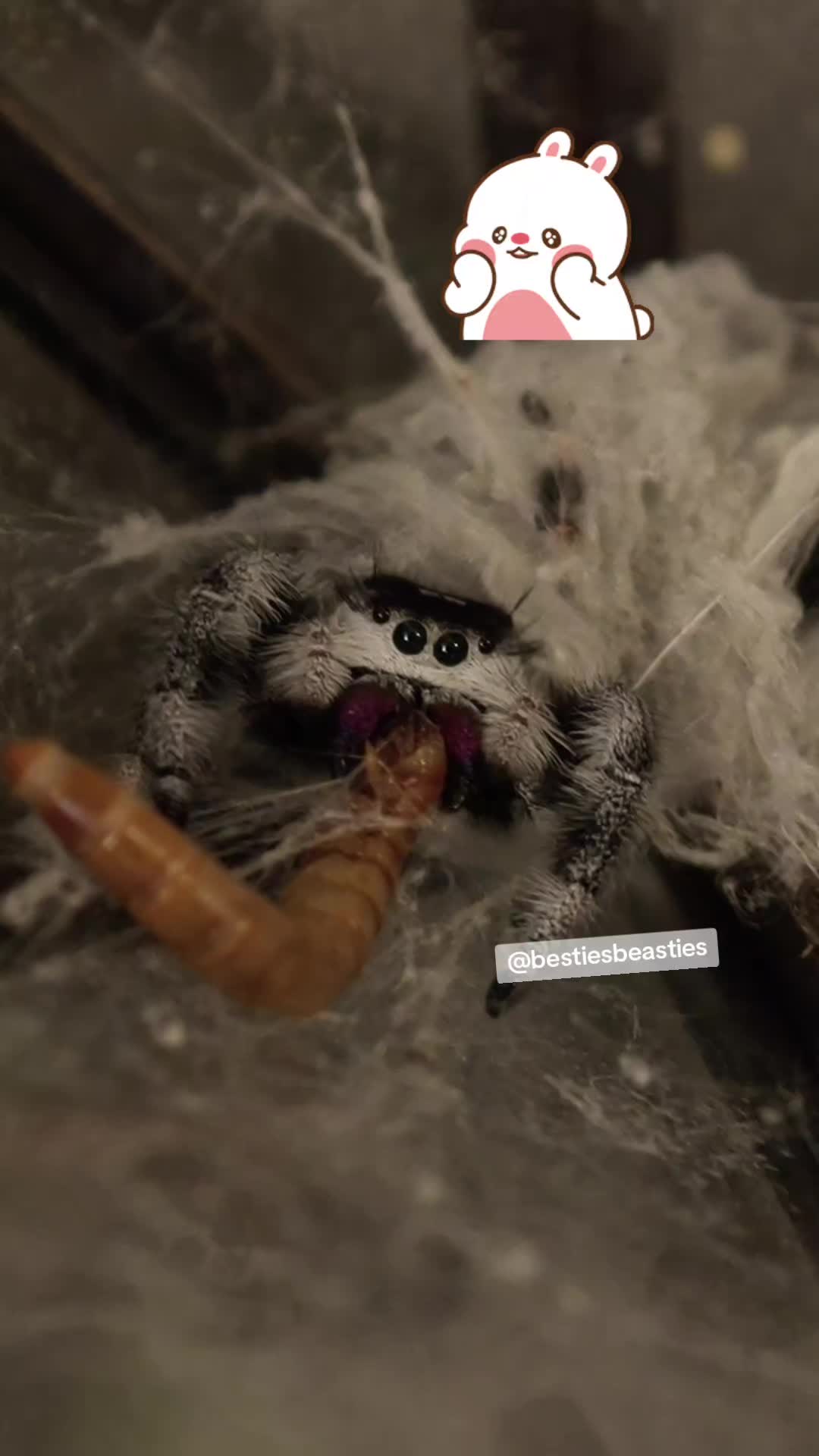 @Bestiesbeasties