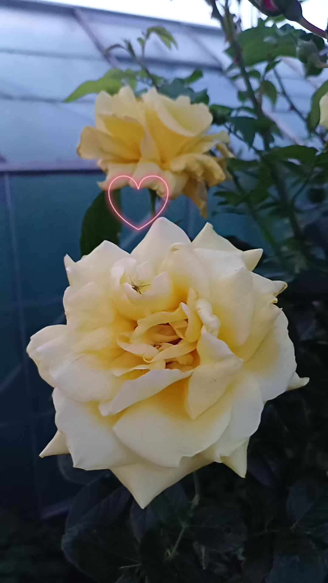 @Raluca RaLu