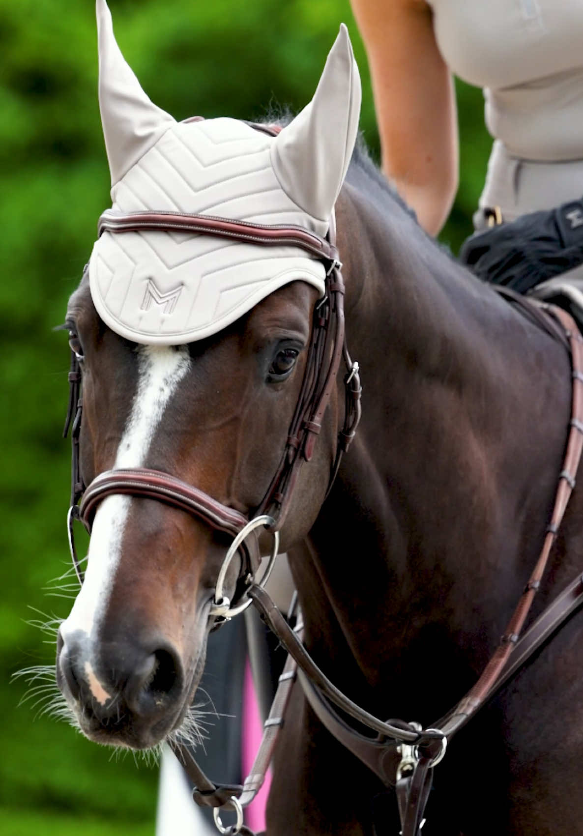 @Maximilian Equestrian