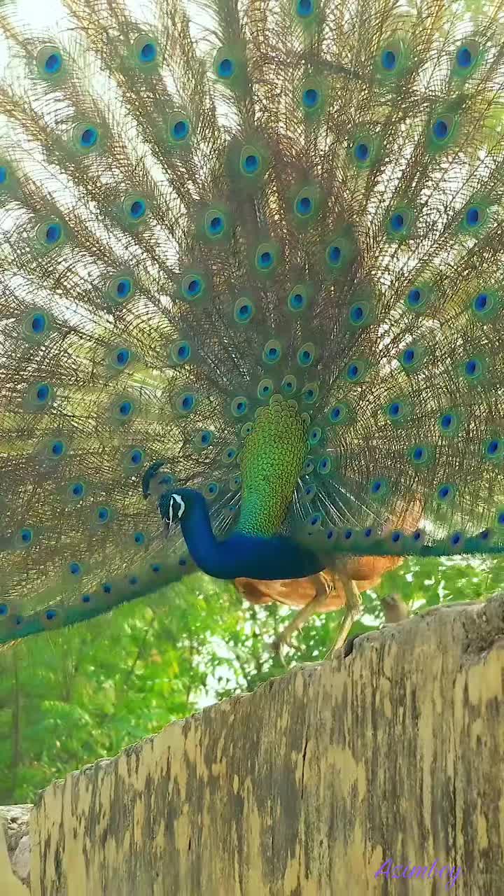 @Azimboy