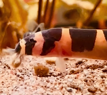 @fishch0ps