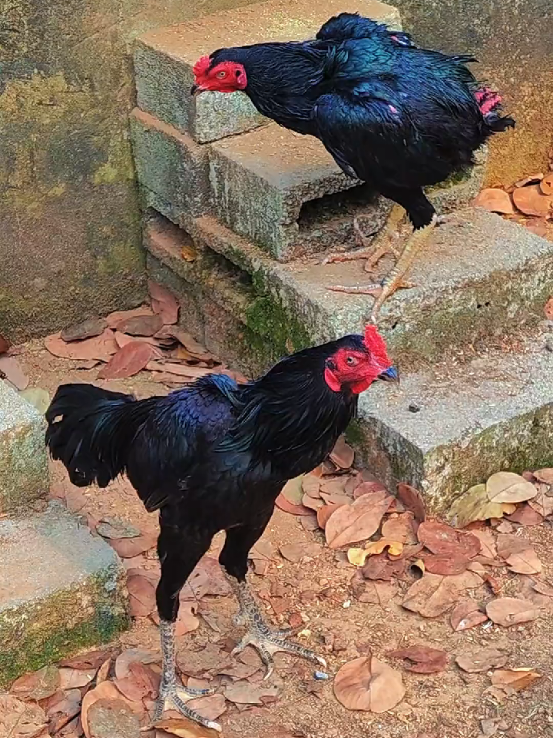 @animal family 0302