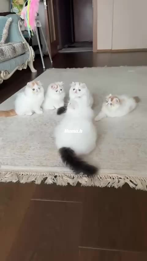 @_Humah_