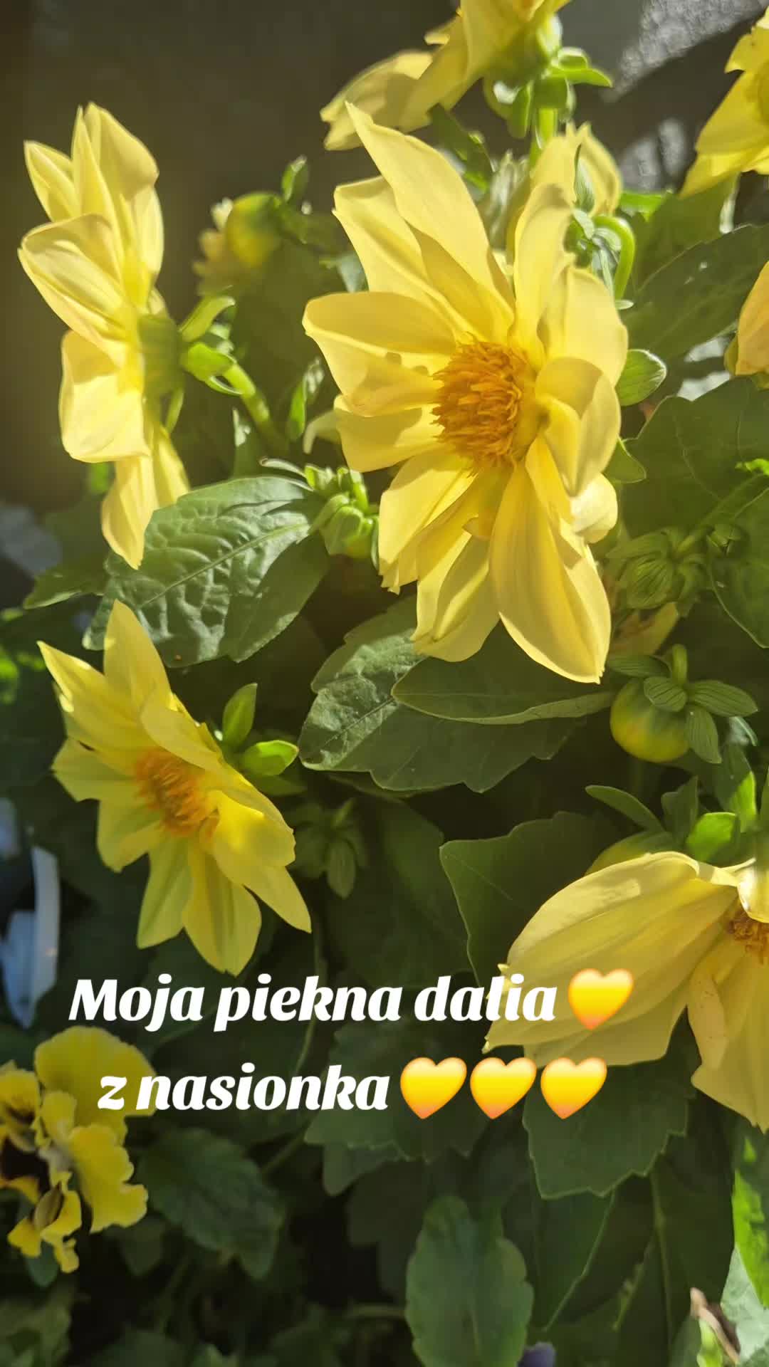 @🌺🪻aasia🌺🪻