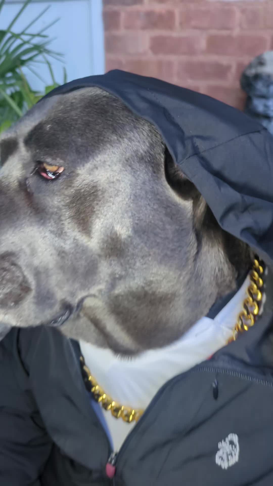 @mist_the_canecorso