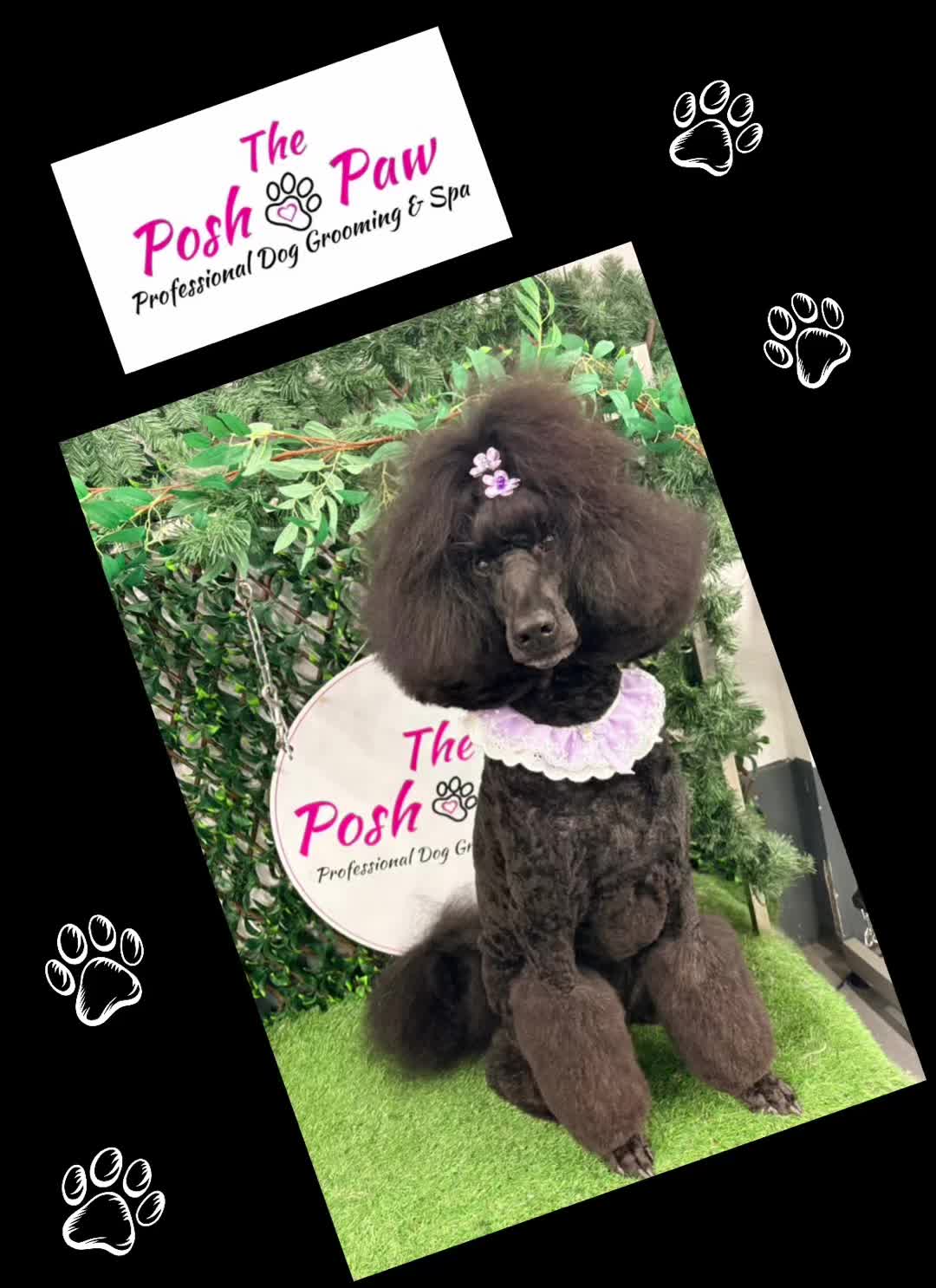 @The posh paw
