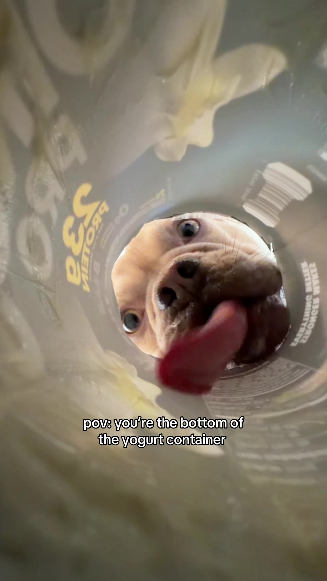 @Winston & Charlie 🐾