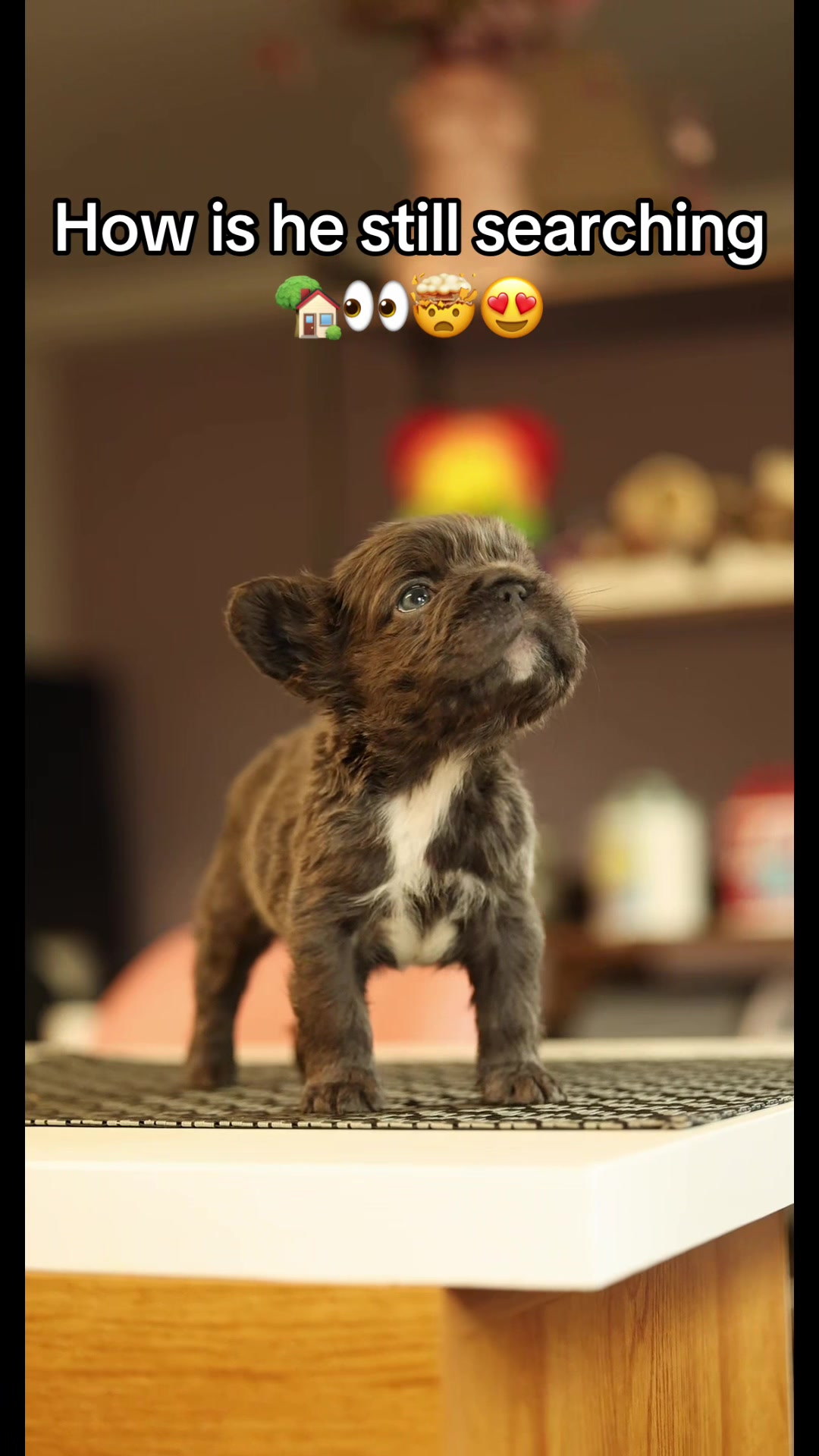 @Trendingbulldogz