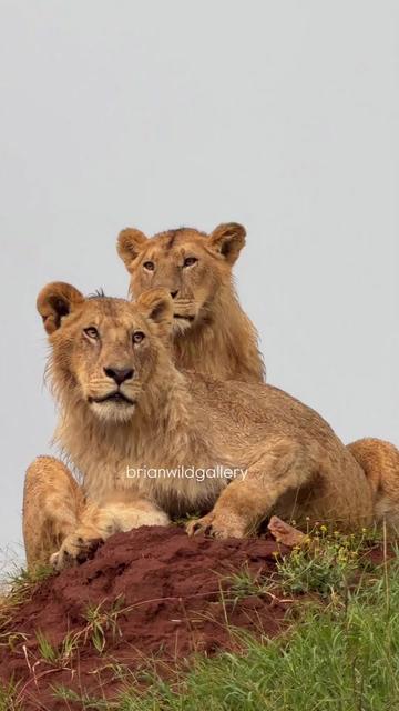 @Guzzicar🦁