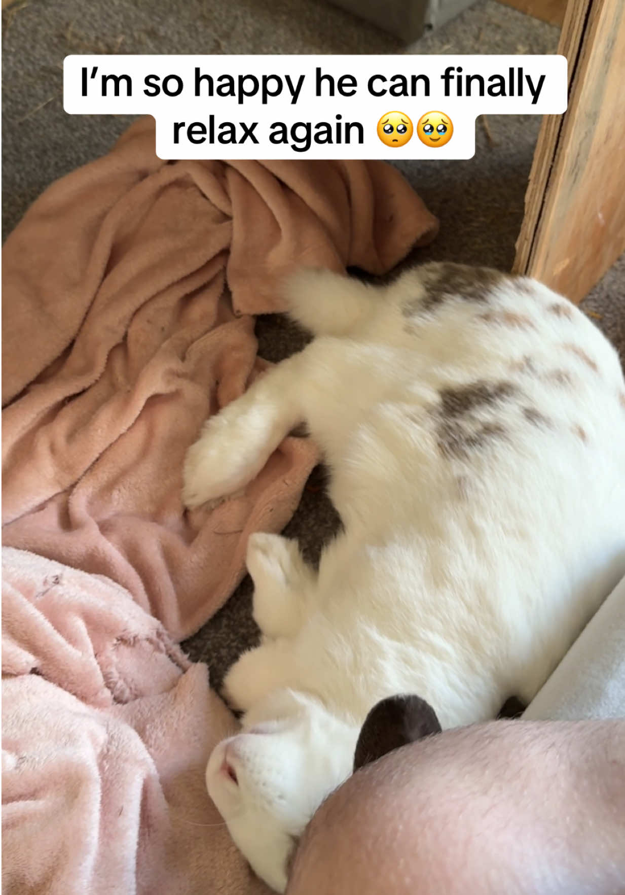@Bun, two, three, four