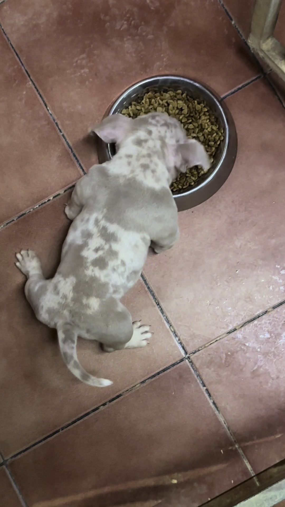 @Mascotas ,cachorritos bonitos