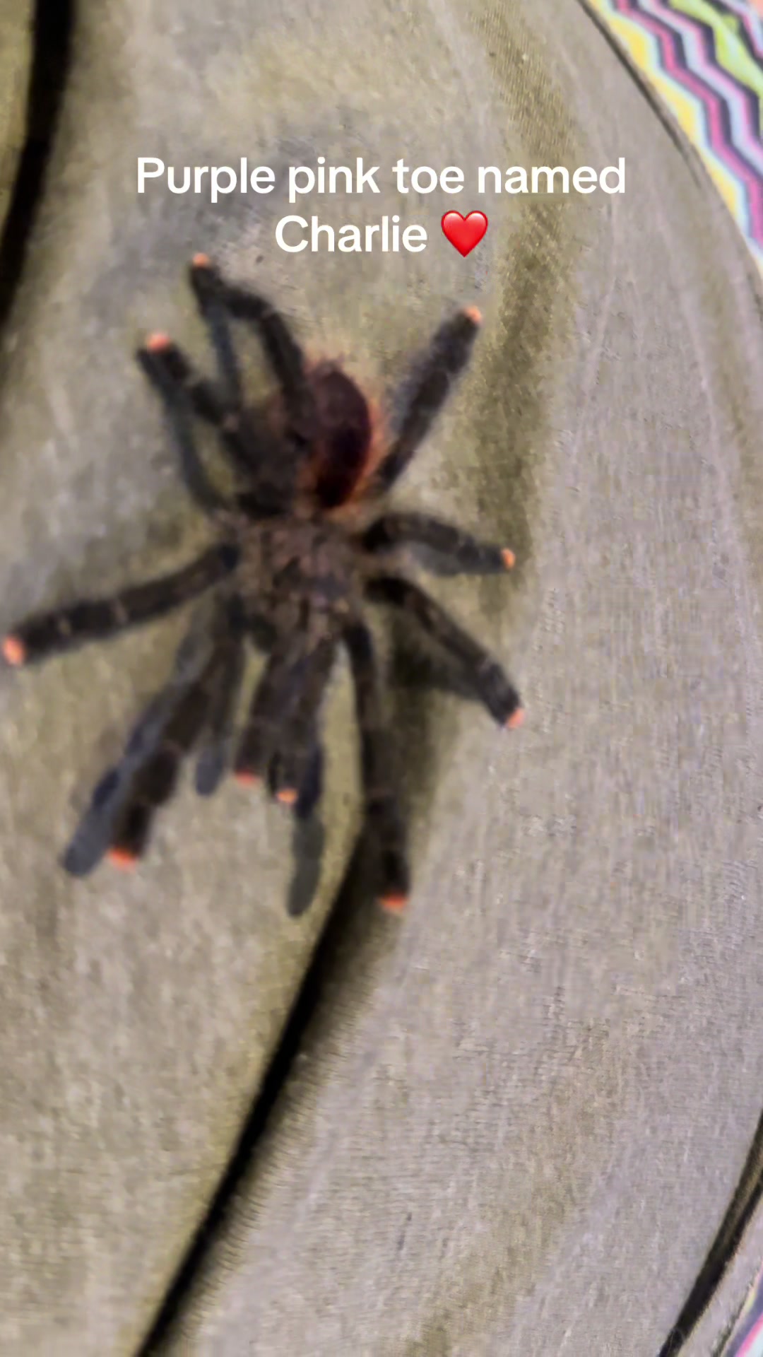 @The Spider Caravan