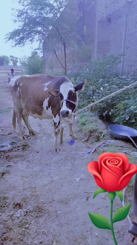 @ملک ربنواز سرگودھے الا