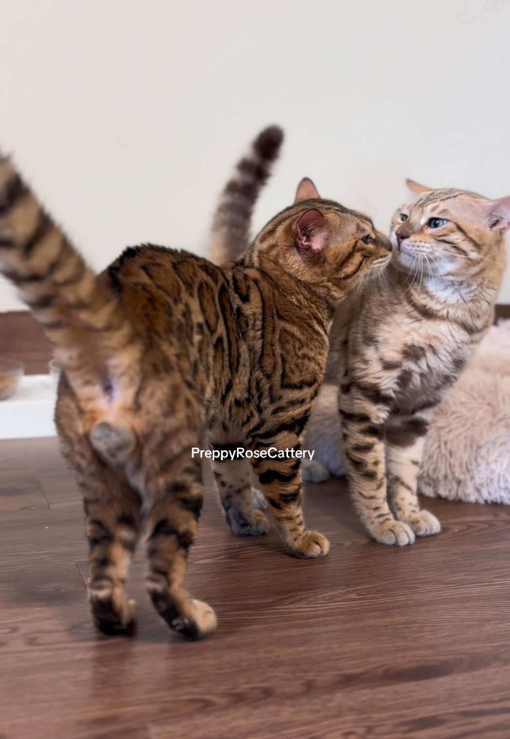 @PreppyRoseCattery