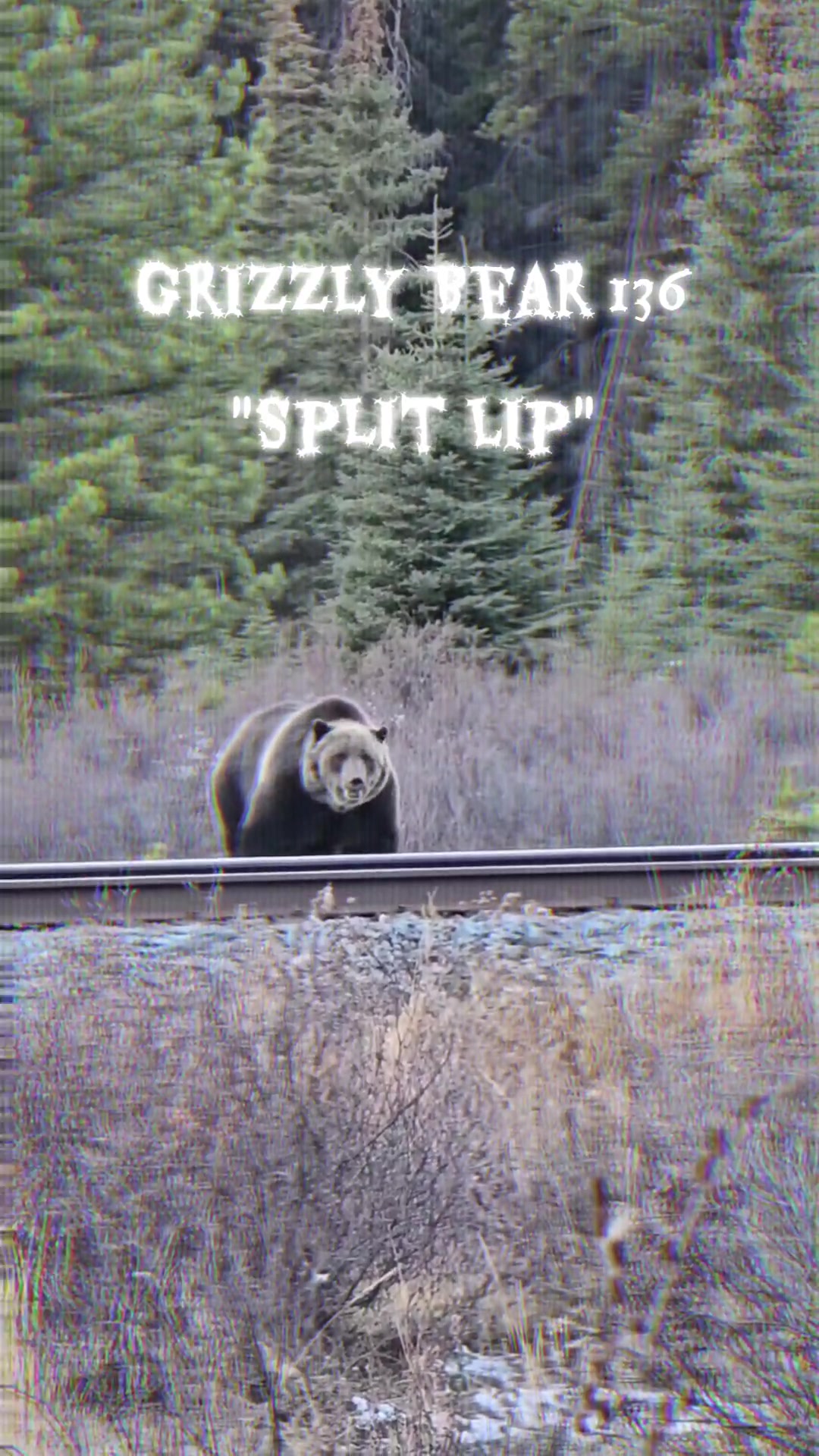 @Banff Nature and Wildlife