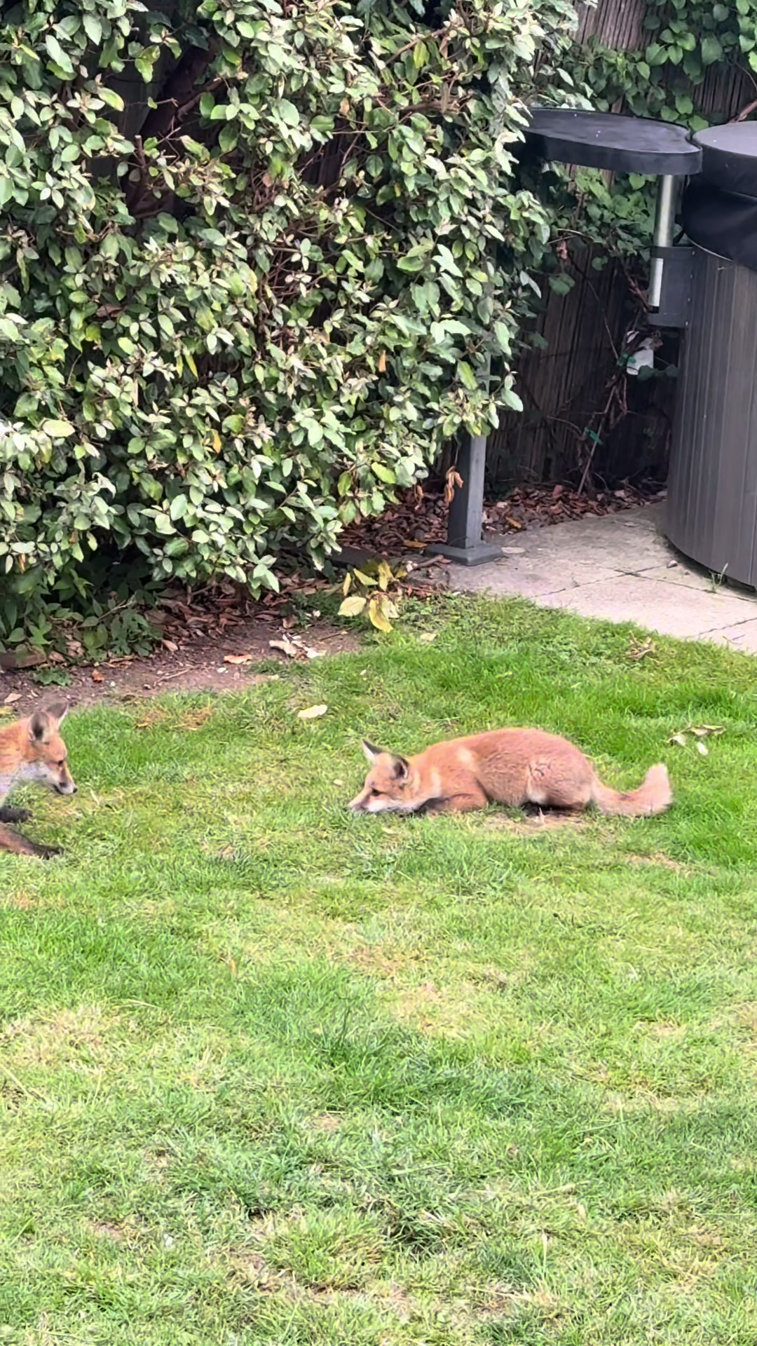 @gp_foxes
