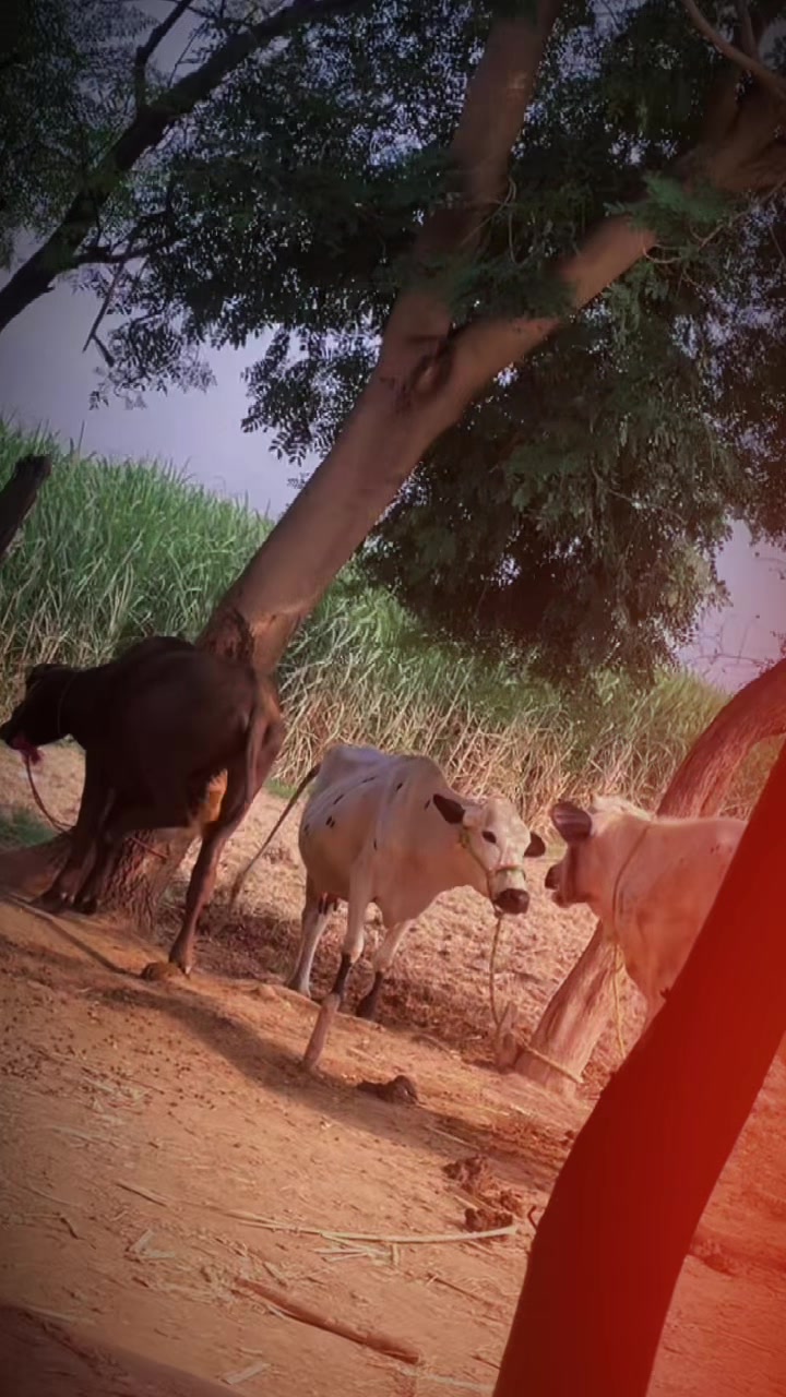 @معافی مشکل🏴☠️