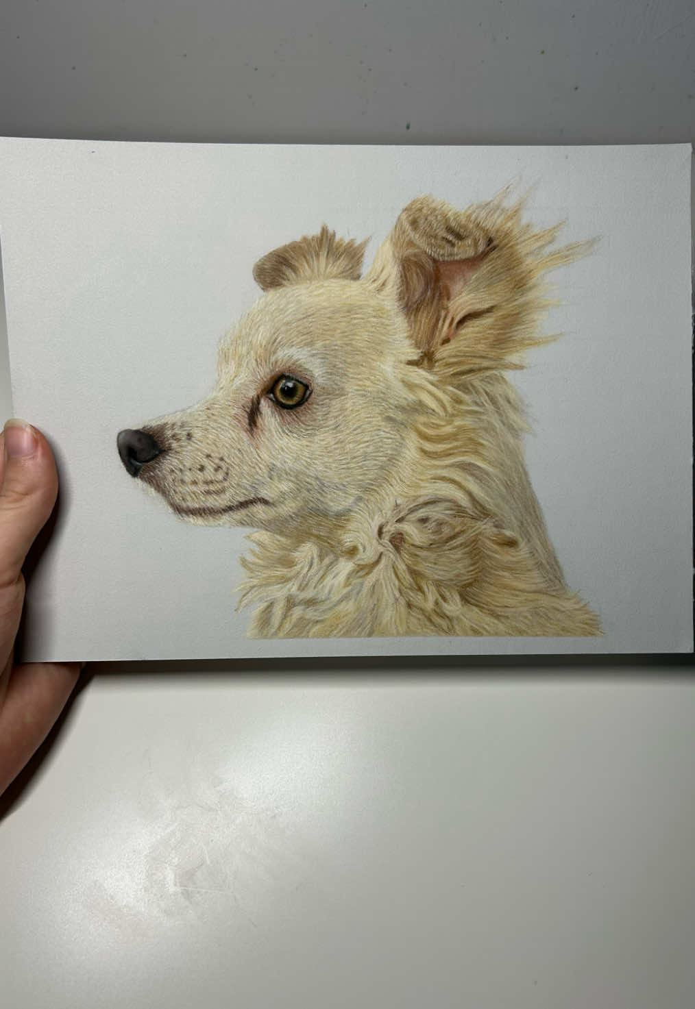 @Pet portraits