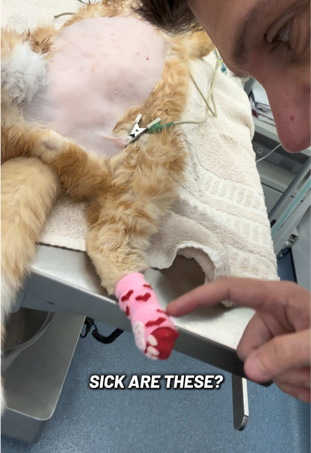 @Tomasthevet