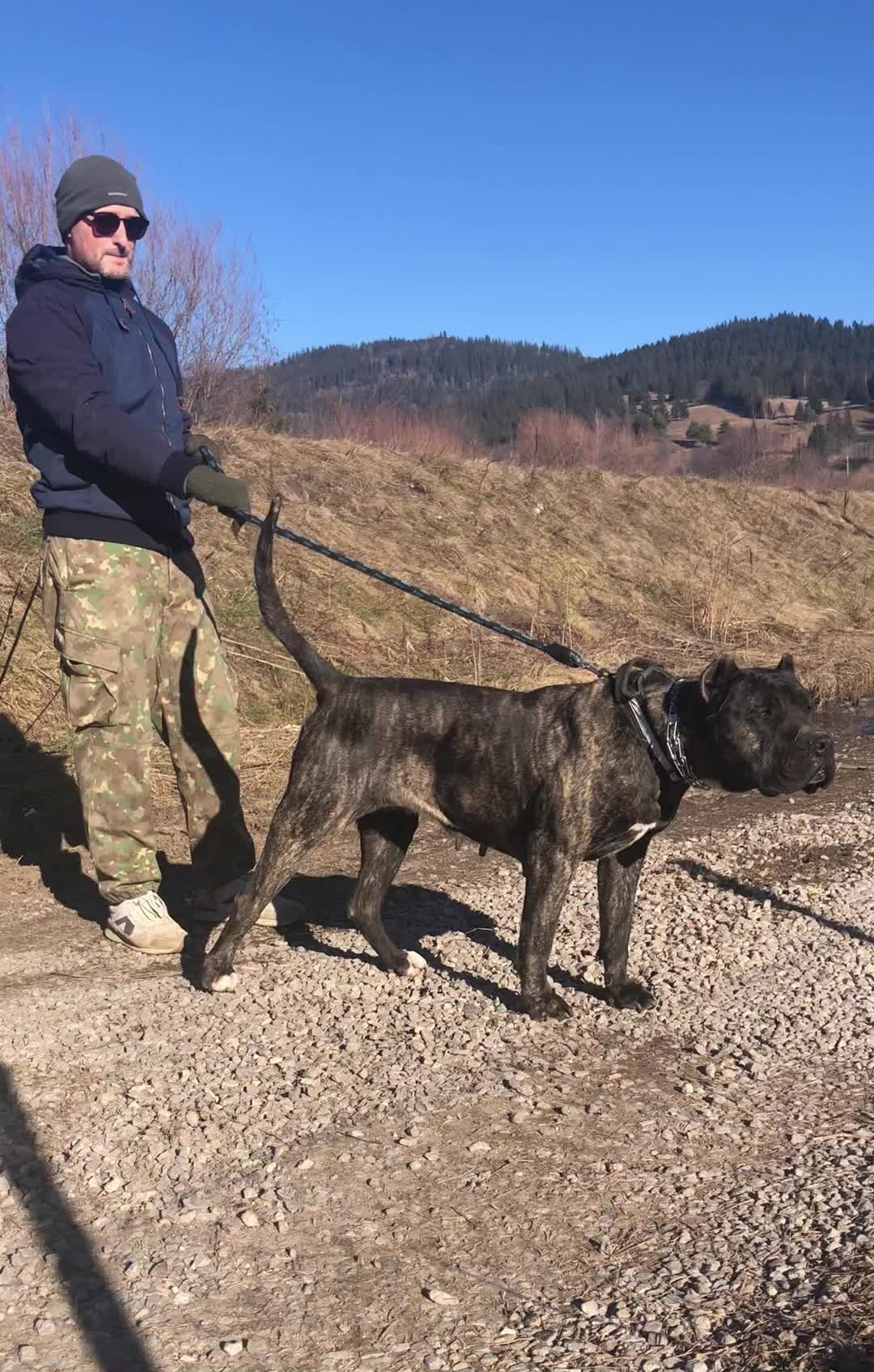 @Presa Canario Varro Bull