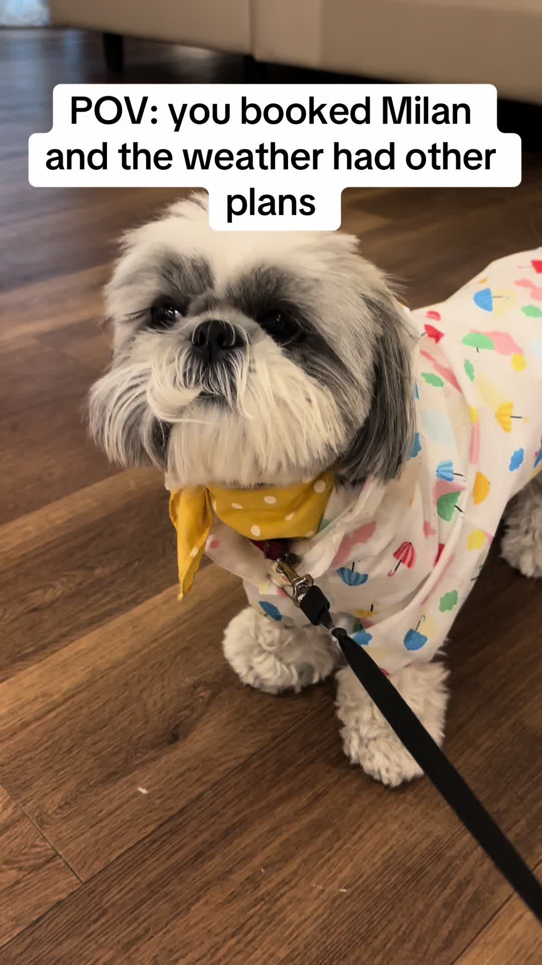 @Daisy | The Dog Travel App