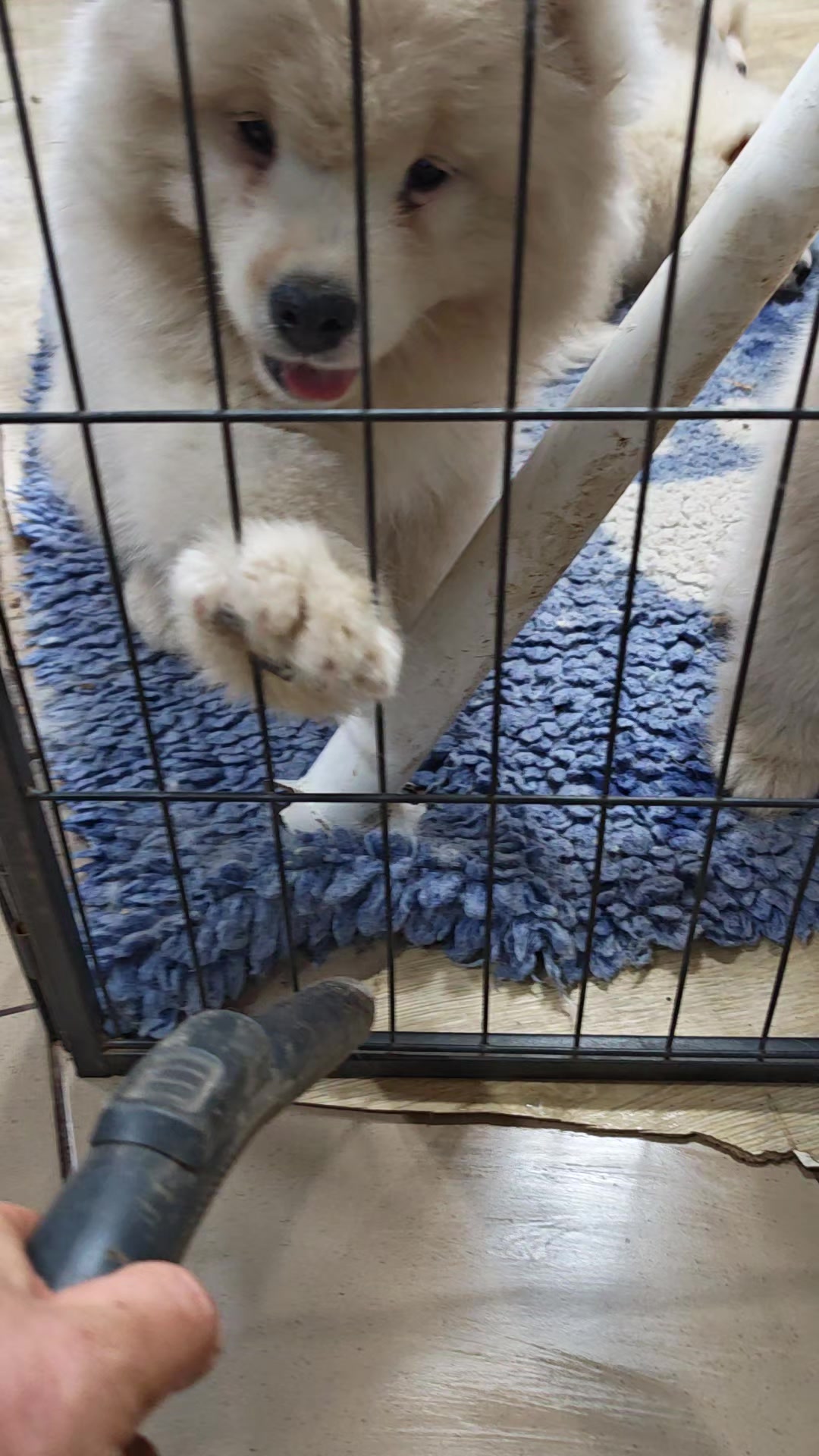 @Lovely Snow Diamonds Samoyed