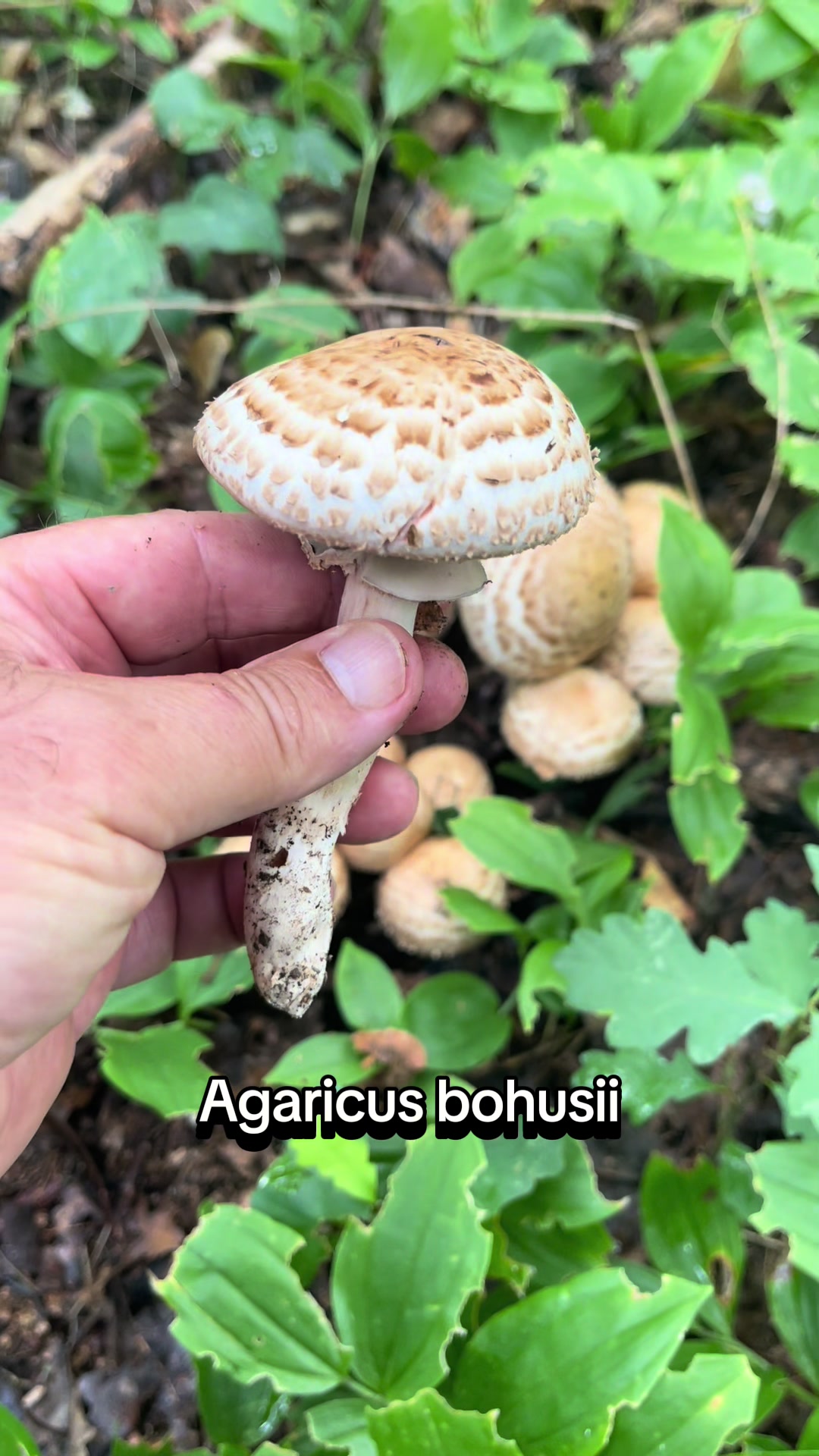 @Gabriel Avramovici