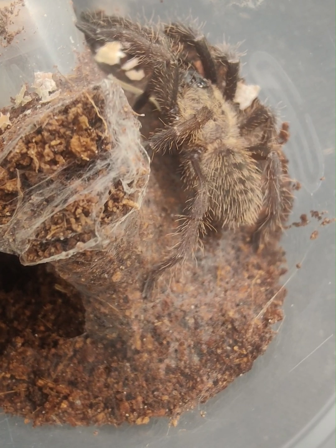 @The Spider Shop