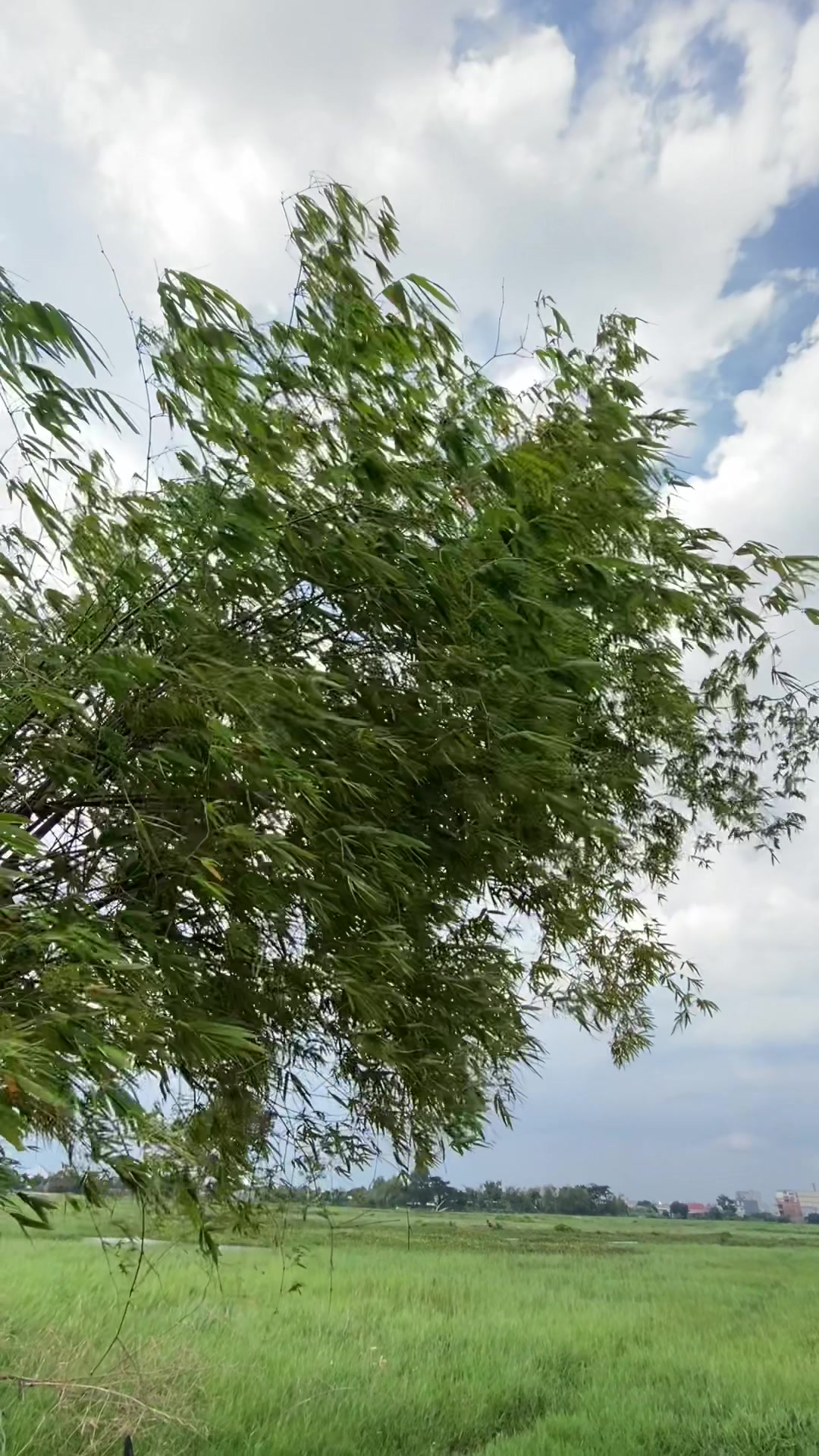 @Thả diều cùng Lợi
