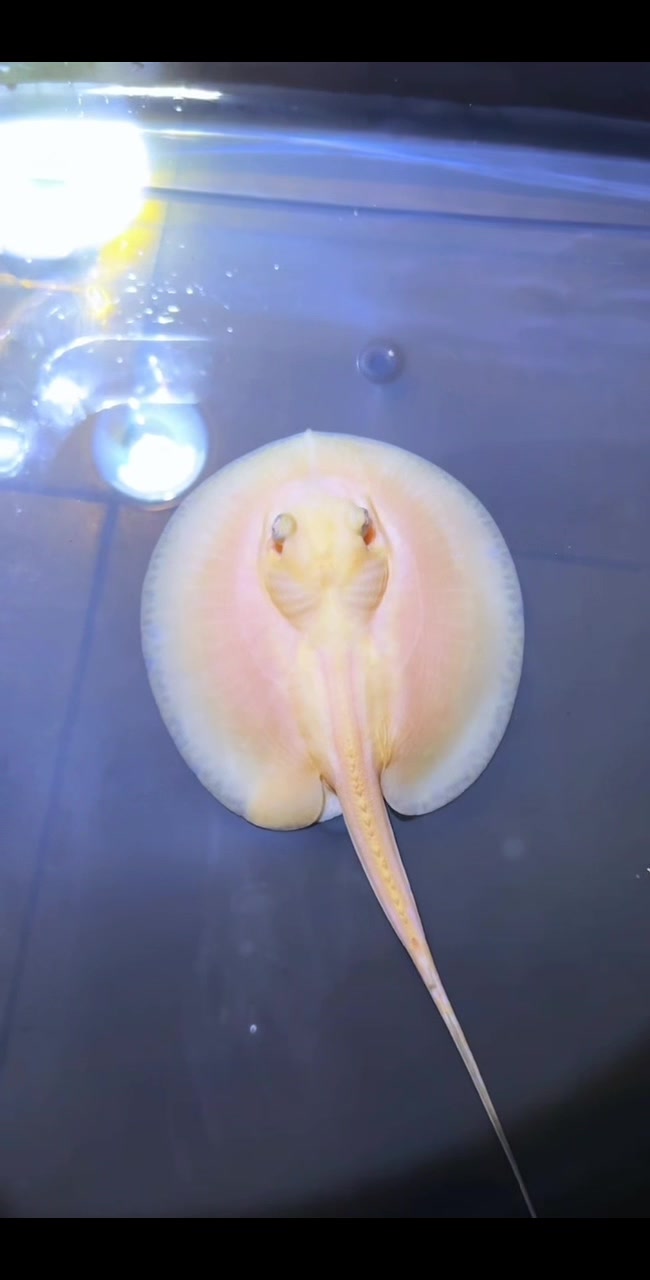 @網上動物