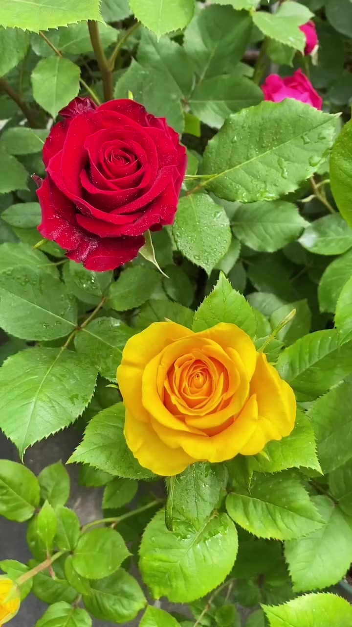 @♑🌺 Dan_ulduzu🌺♑