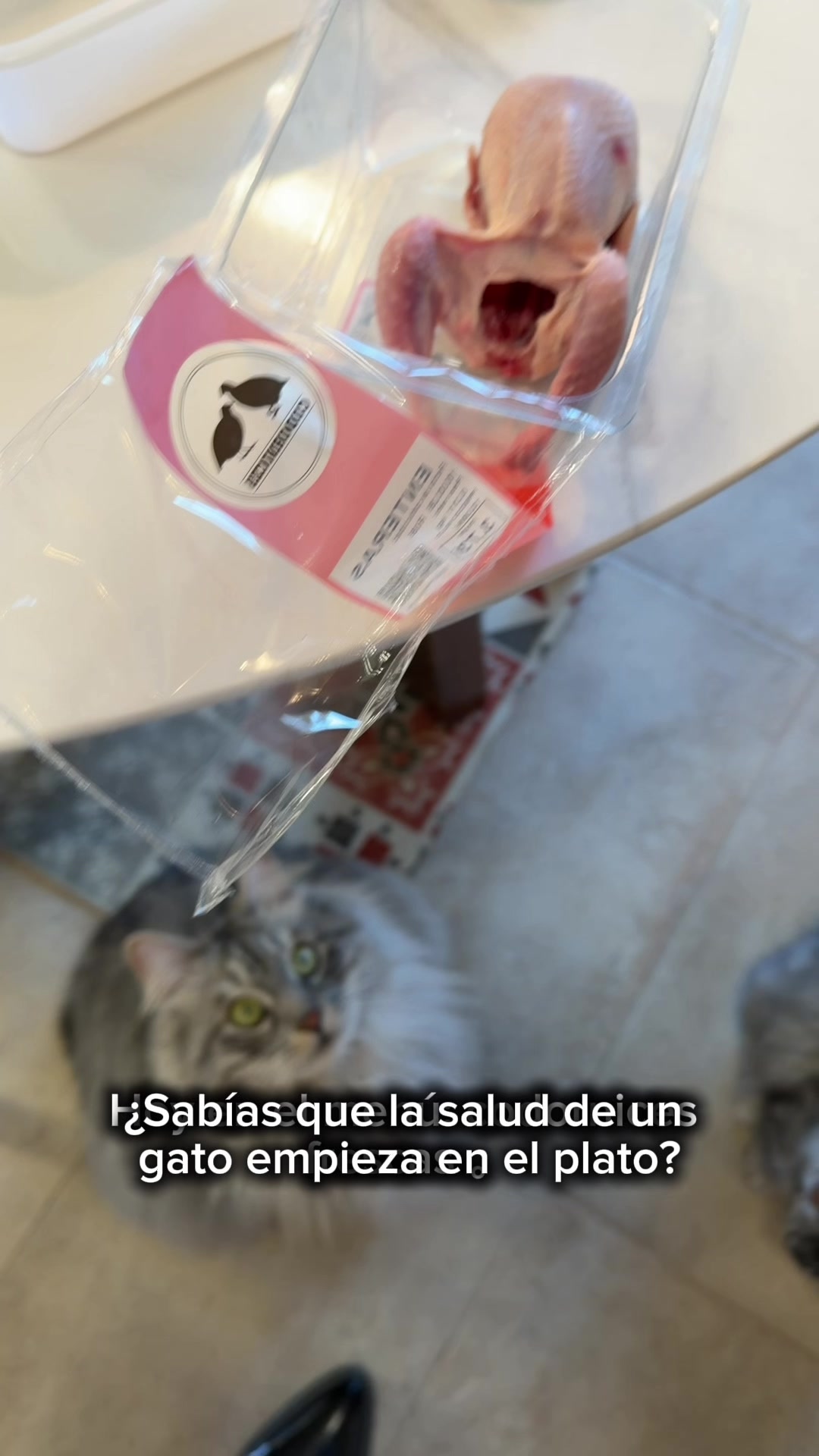 @Bobtopbarcelona
