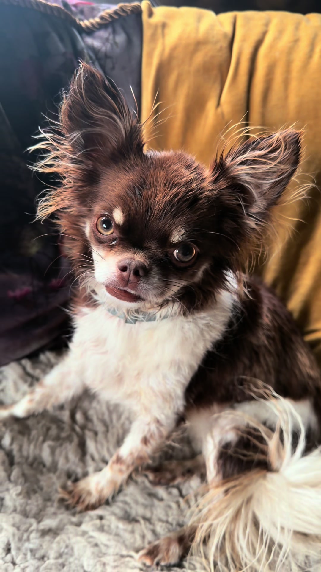 @MorrisMiniDog