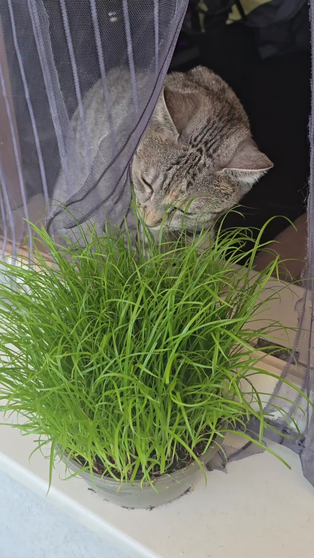 @Karin-Catmama80