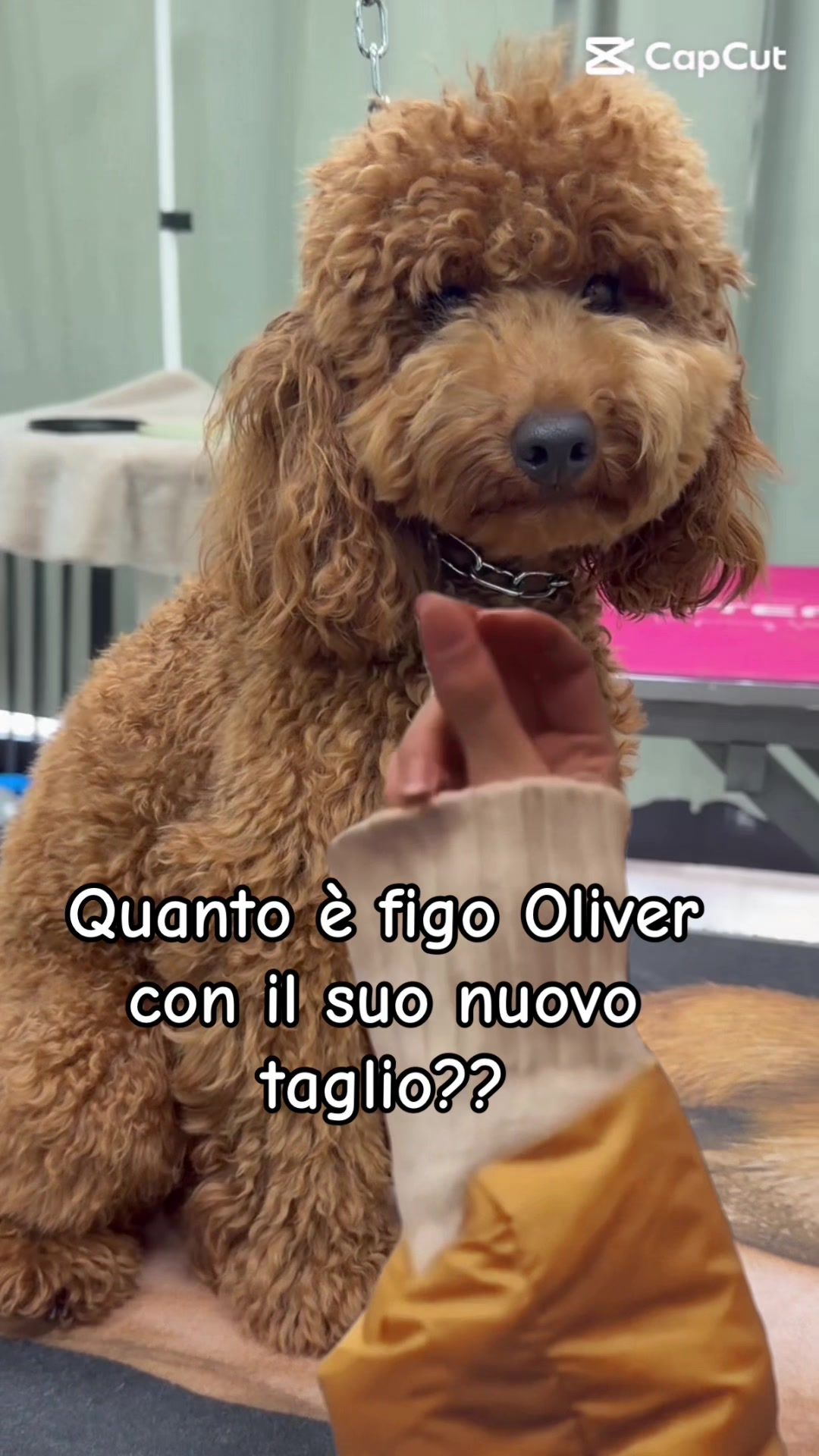 @Anna_cani