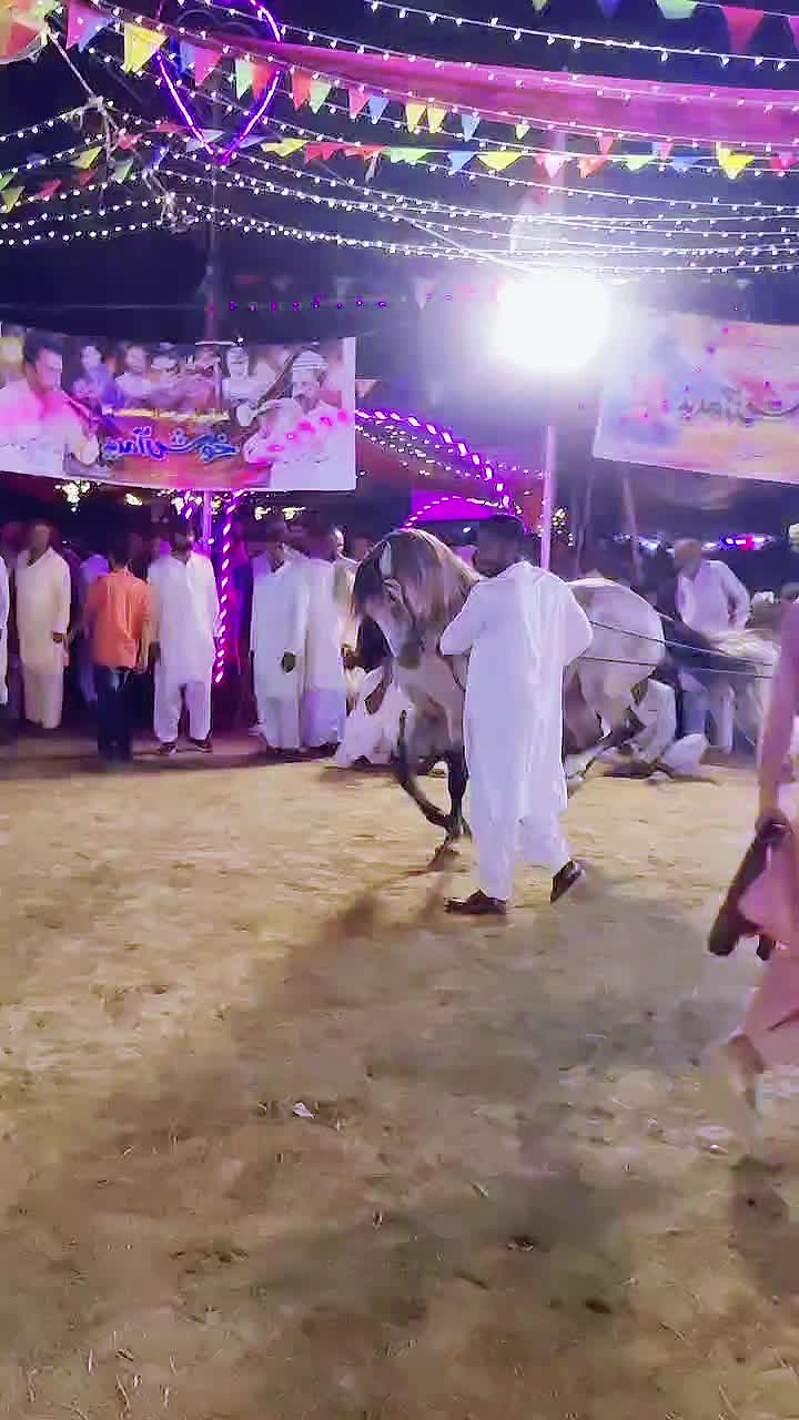 @horse dance #world