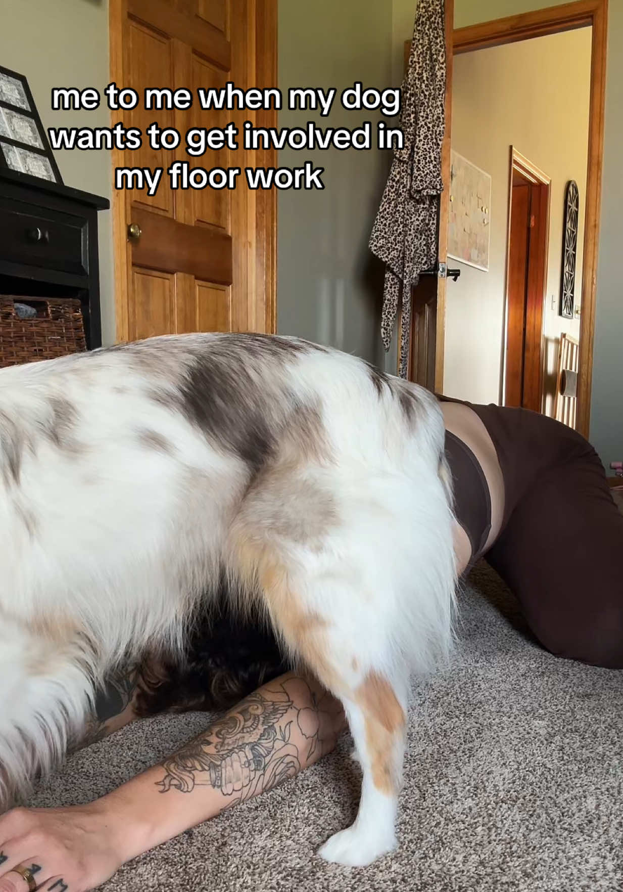 @hausofgesicat