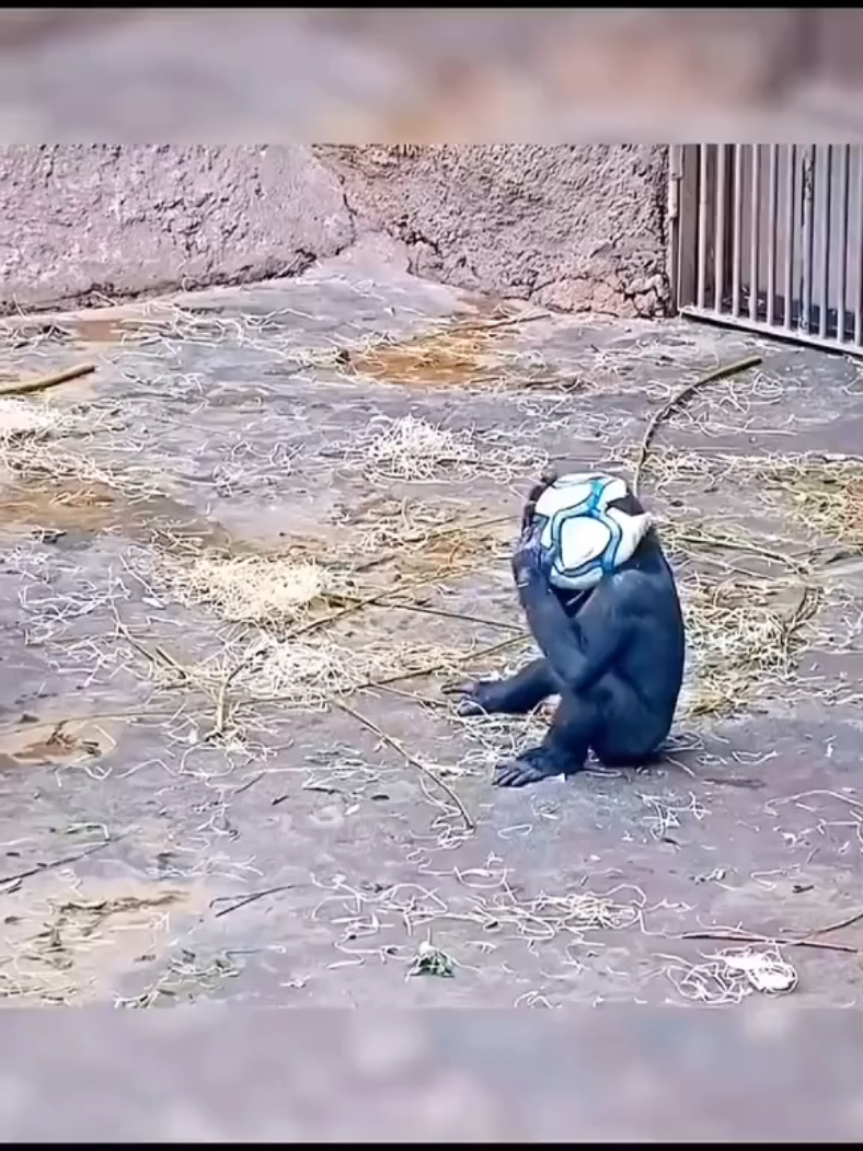 @monkeymoo666