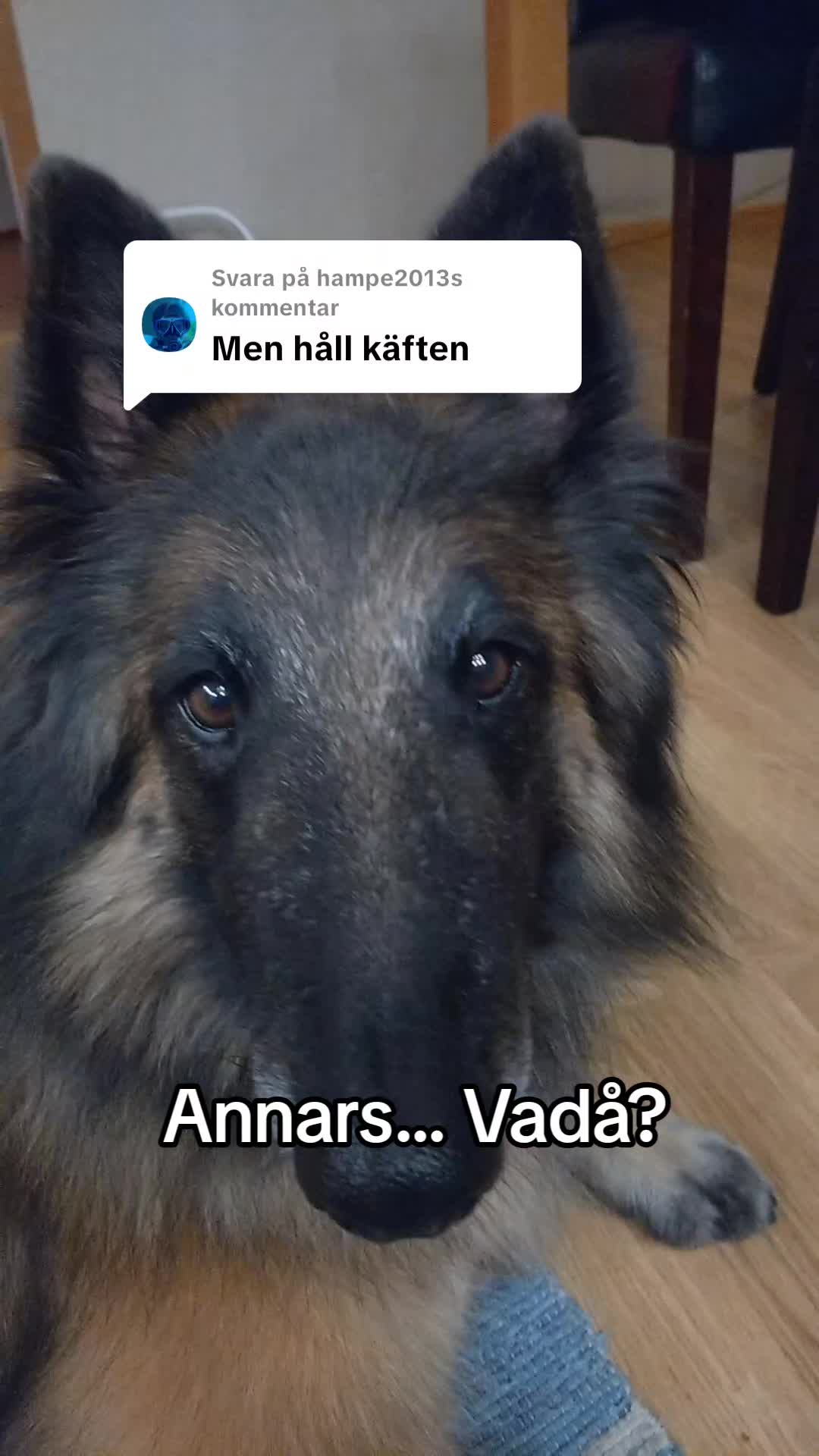 @Fenix-Tervueren AssistanceDog