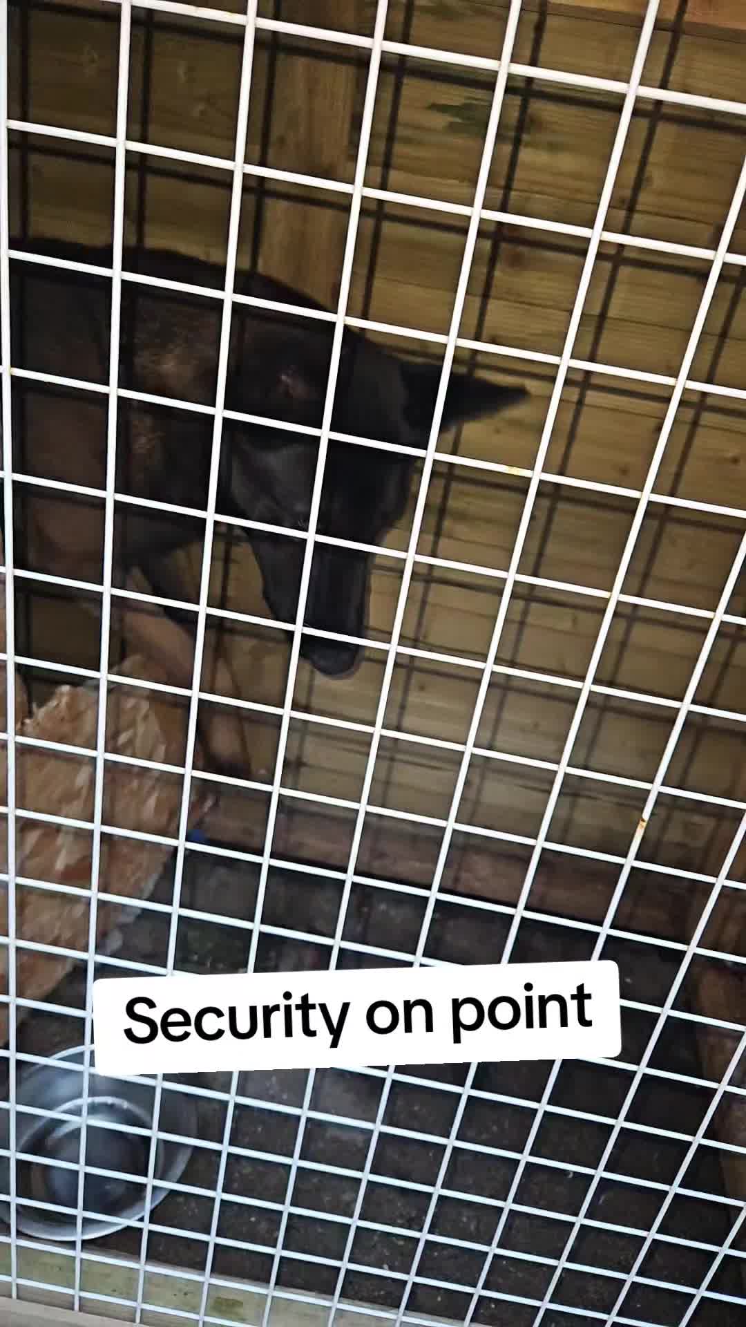 @K9Malinois