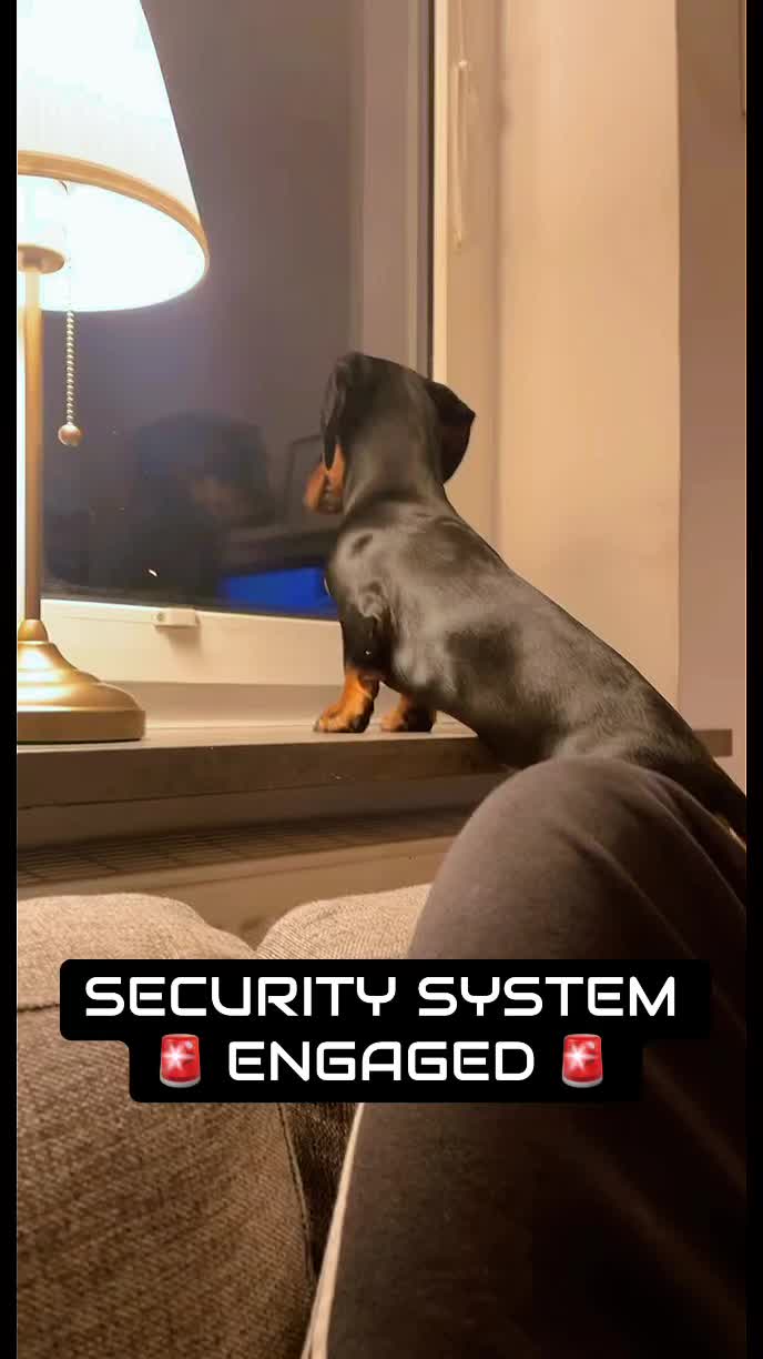 @Nils The Mini Dachshund     🌭