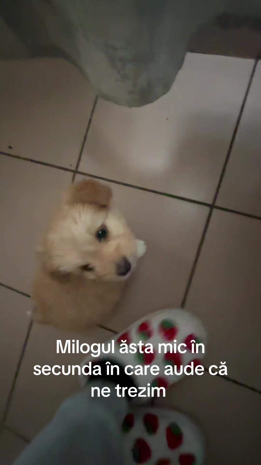 @izabelapreda7