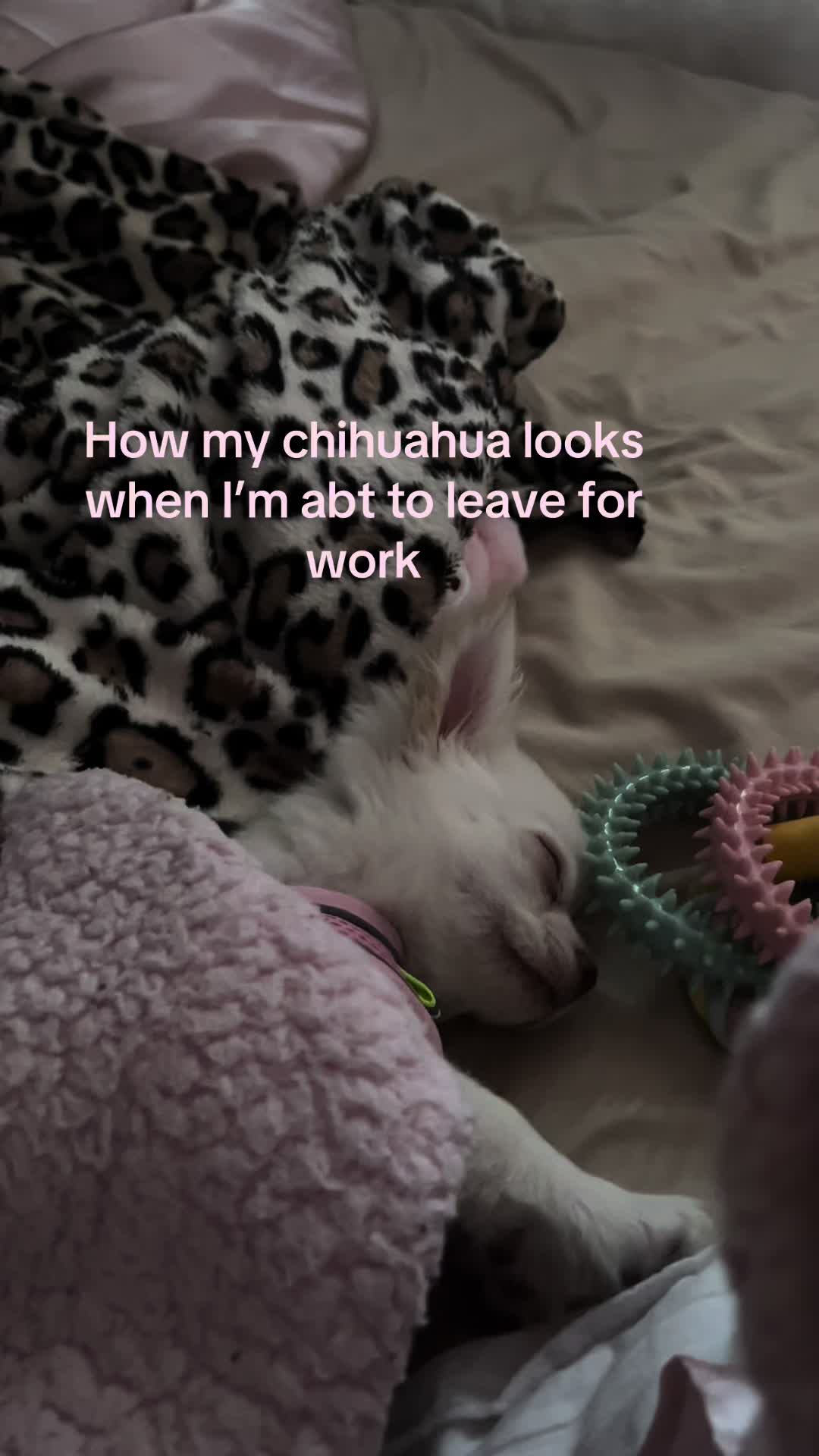 @Coco Chanel🐶