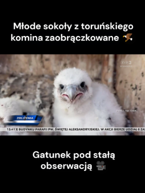 @TVP3 BYDGOSZCZ