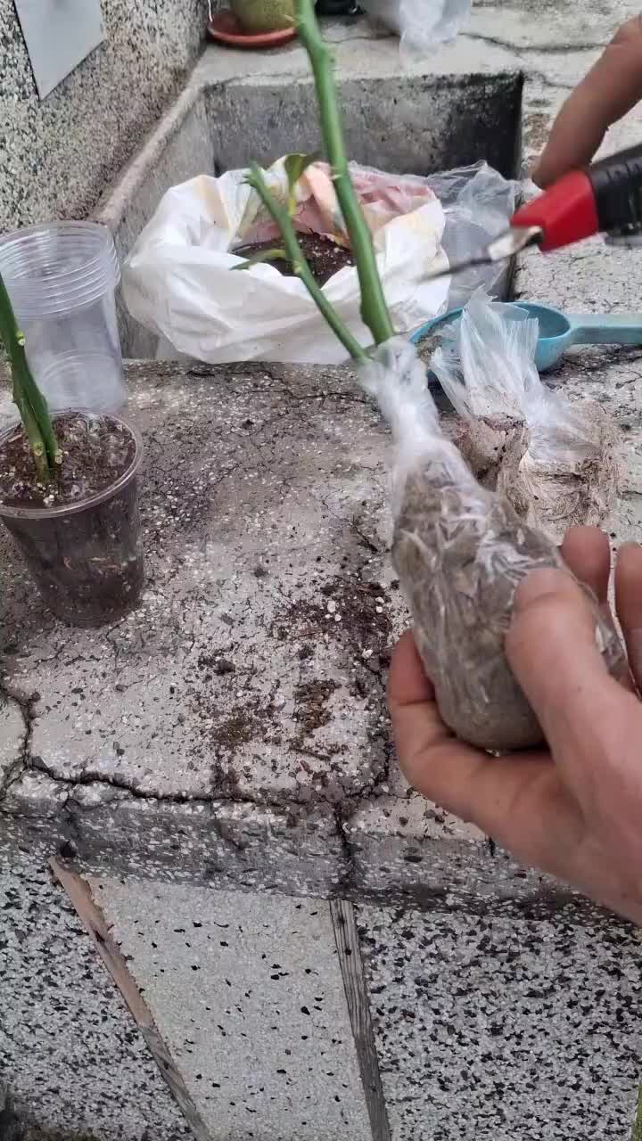 @Минчо Танков