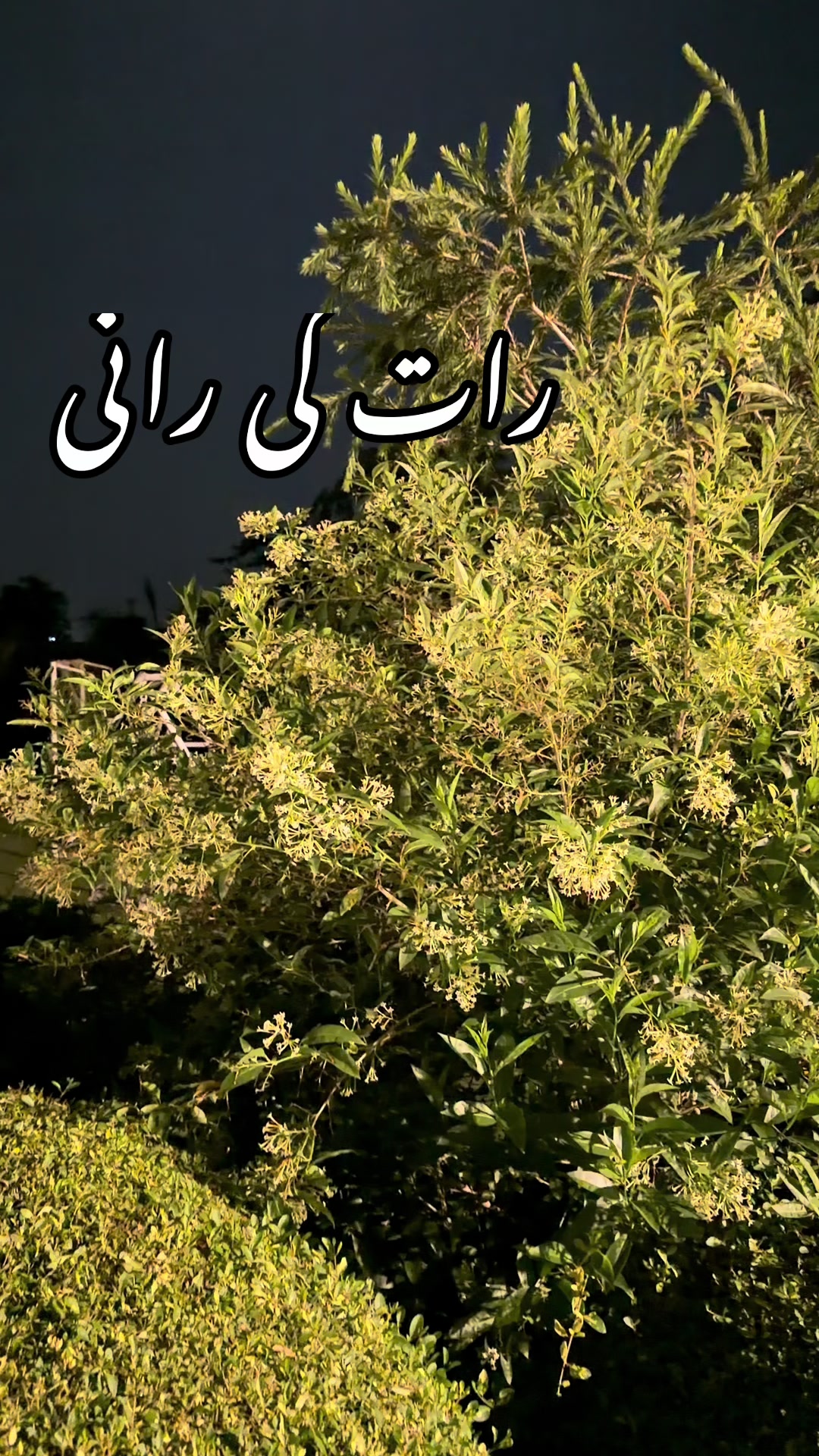 @drmujahid mughal