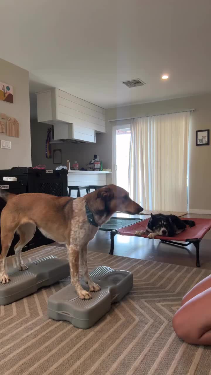 @Marissa | K9 Fitness Coach 🐾