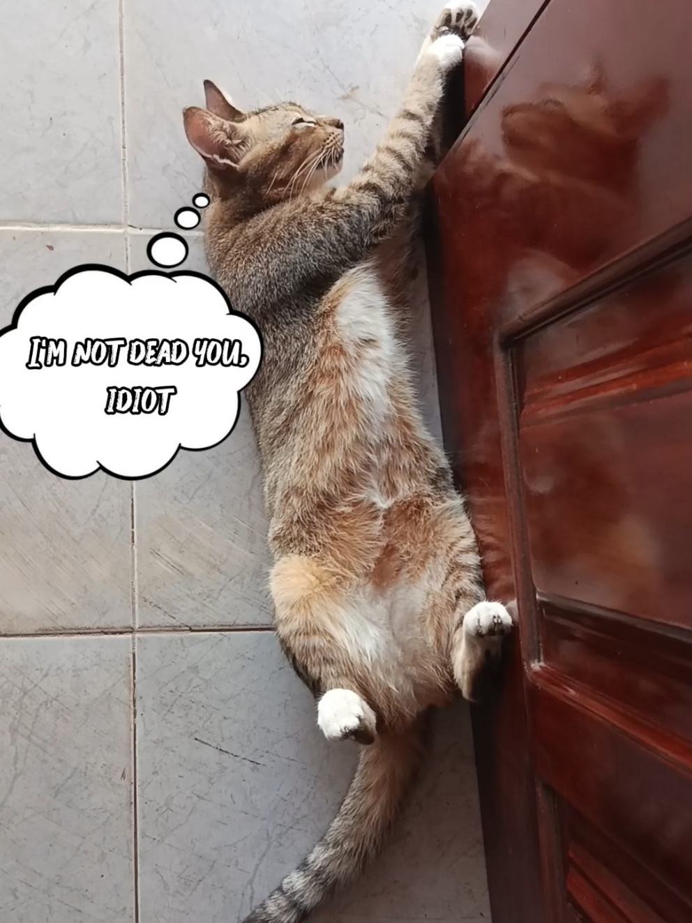@DailyDoseOfKittyUK